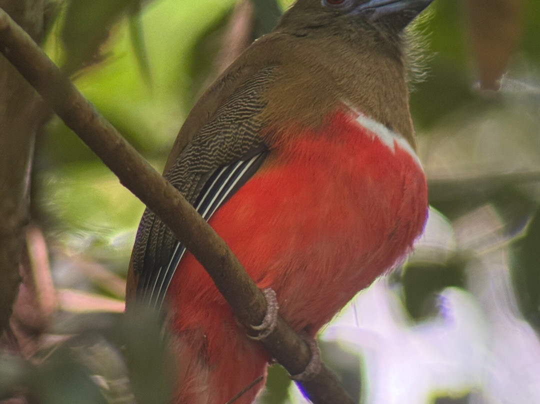 Khaoyai Jungle Tour and Photographer by Guide Jay-北冲县必去景点