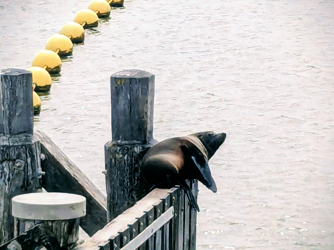 Spirit of the Coorong Cruises-Goolwa必去景点