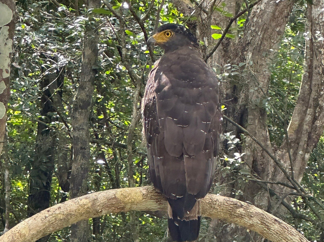 Wilpattu Safari Jeep-Wilpattu National Park必去景点