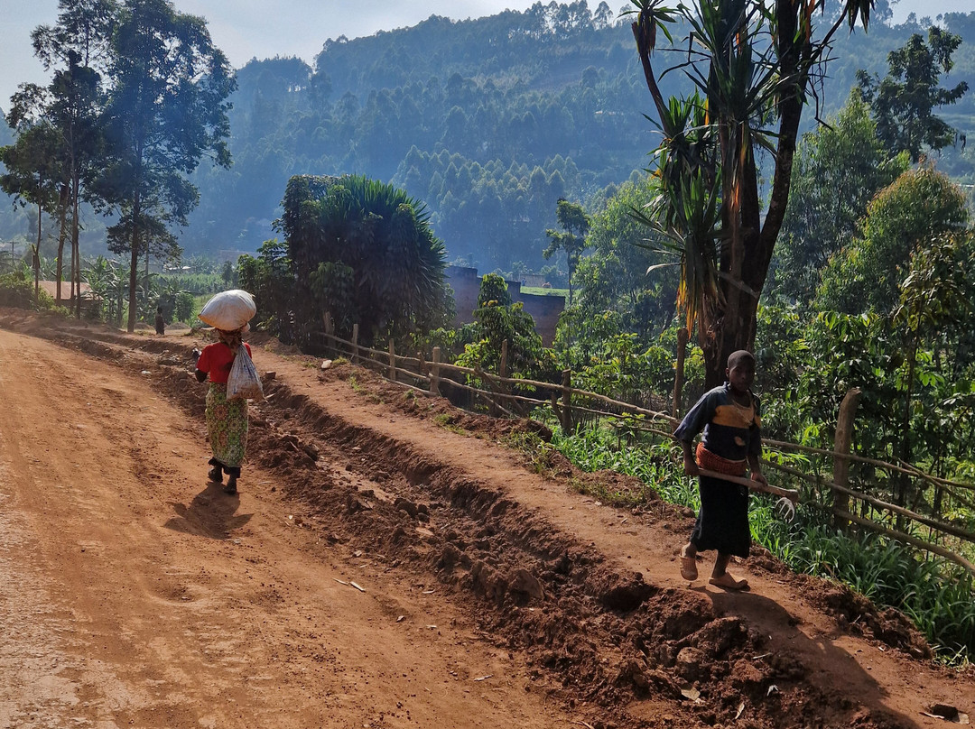 Gorilla Tour Booking Safaris-坎帕拉必去景点