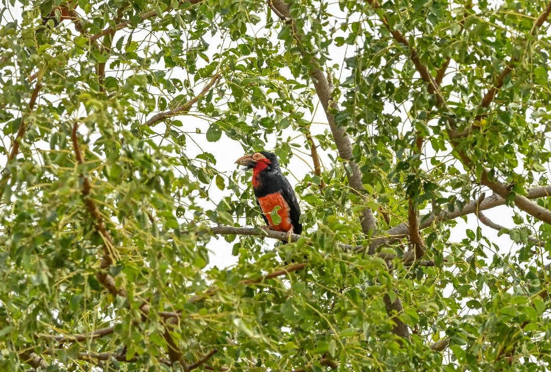 Bird Watching Tours Gambia-Bakau必去景点