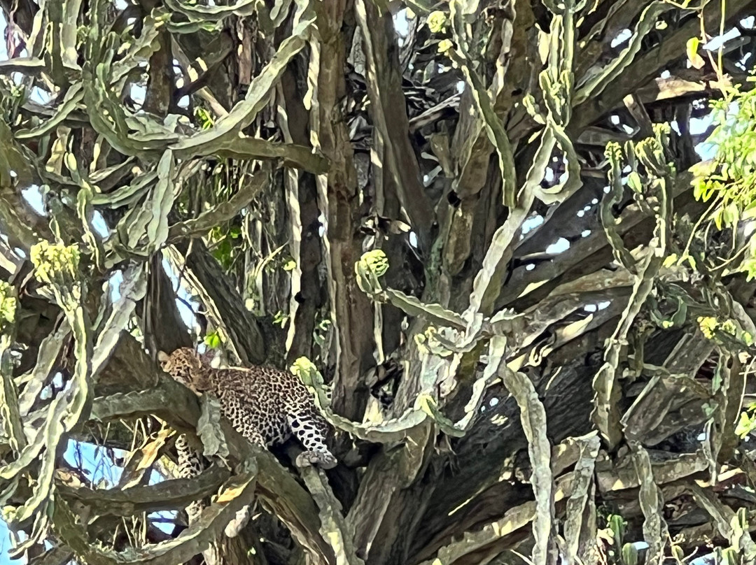 Oikos Safaris-坎帕拉必去景点