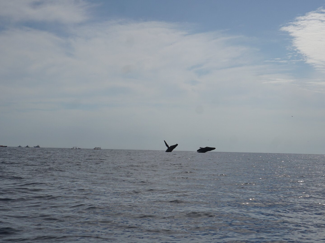 Proyecto Cetáceo-卡波圣卢卡斯必去景点