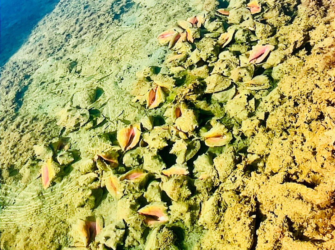 Long Island Boat Rentals-长岛必去景点