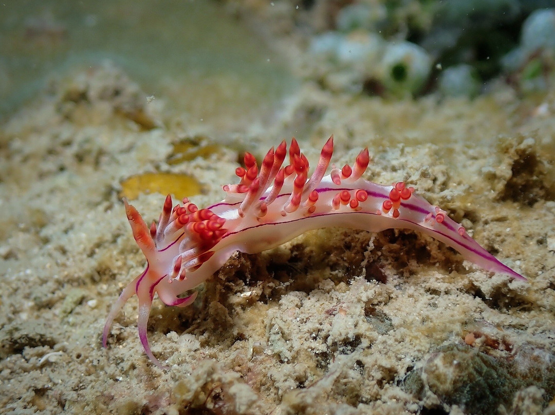 Bubbles Up! Dive center-高龙撒冷岛必去景点