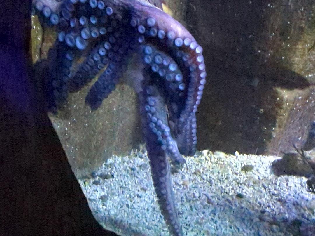 Aqua Show-Audierne必去景点