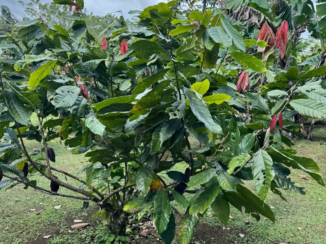 Cafe & Cacao Tour Bijagua-Bijagua de Upala必去景点