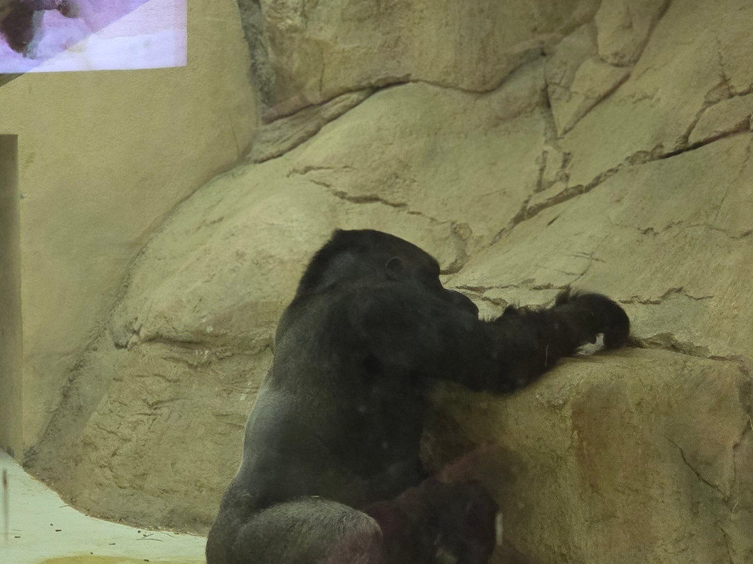 Al Ain Zoo 2017 2018 2019-艾因市必去景点