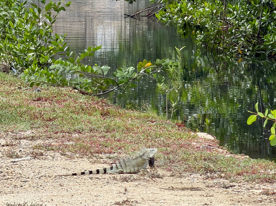 Curaçao Rif Mangrove Park-威廉斯塔德必去景点