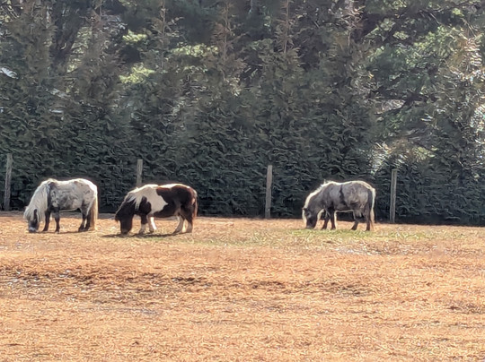 Winchester Creek Farm-韦恩斯维尔必去景点