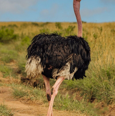 Mchaka Mchaka Tours-Mloka必去景点