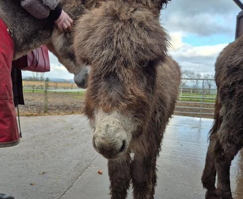 Barnhill Donkeys Retreat Sleagill-Sleagill必去景点