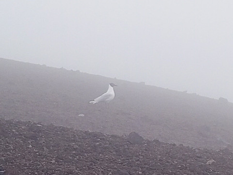 Cotopaxi National Park-拉塔昆加必去景点