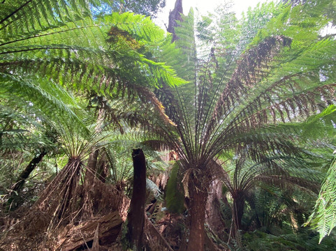 梅茨雷斯特热带雨林-阿波罗湾必去景点