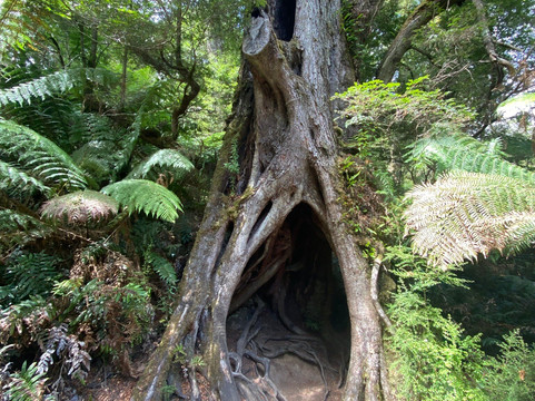 梅茨雷斯特热带雨林-阿波罗湾必去景点