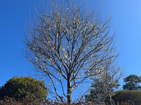 Yoshino Prum Groves-青梅市必去景点