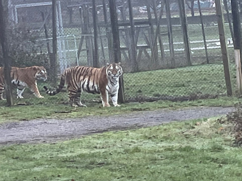 Woburn Safari Park-Woburn必去景点