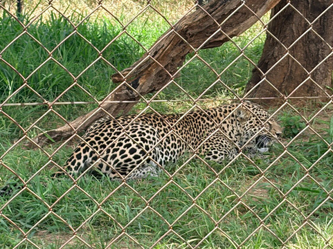 Predator World-太阳城必去景点