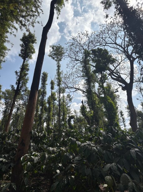 Natura Vista A Plantation Stay-官方