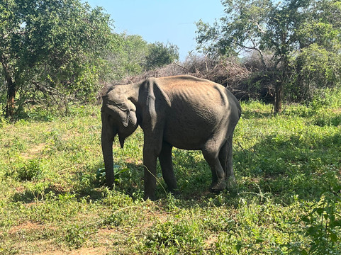 Udawalawe Lahiru Safari Guide Tours-乌达瓦拉维国家公园必去景点