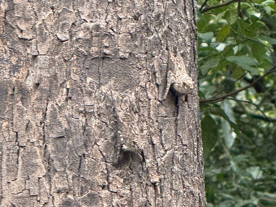 Amazon Experience-伊基托斯必去景点