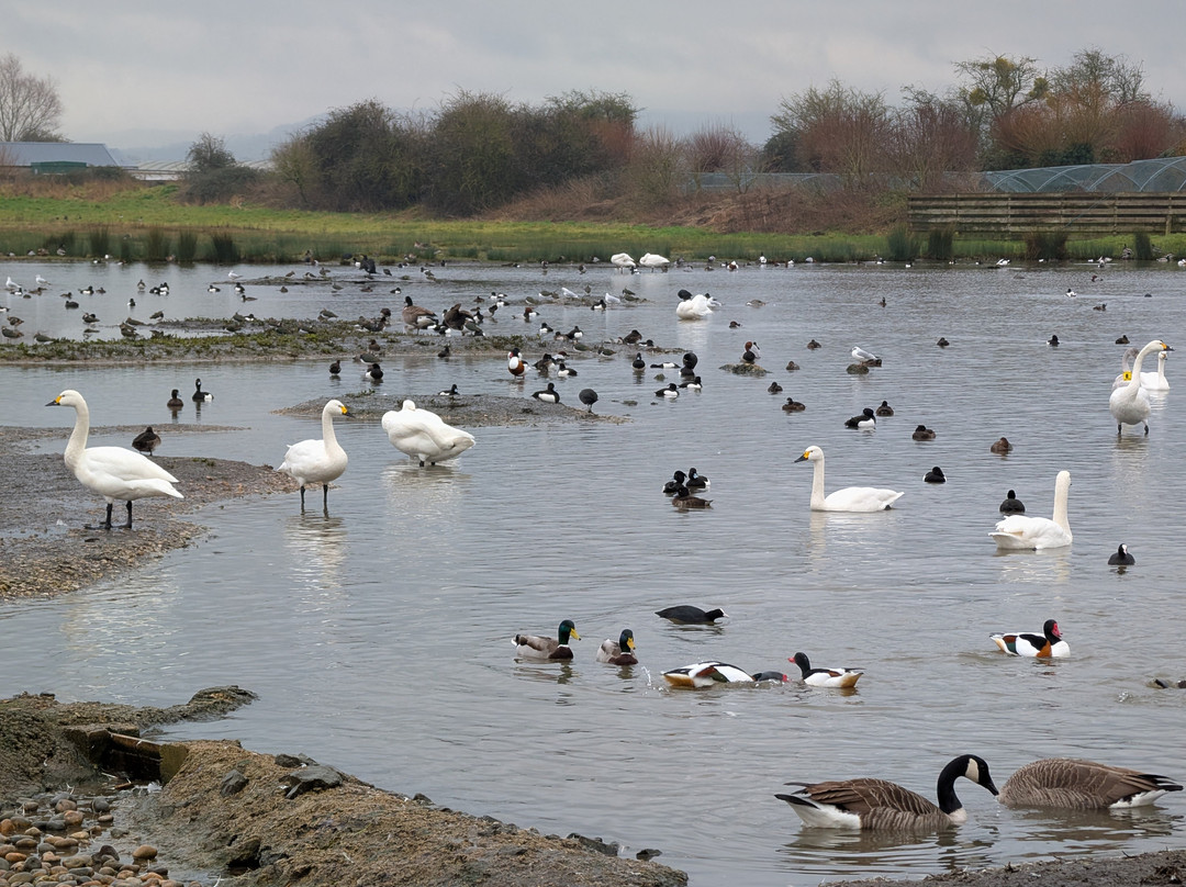 WWT Slimbridge Wetland Centre-Slimbridge必去景点