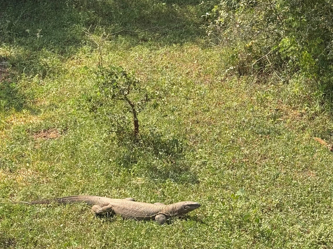 Yala Yewon  Tours-蒂瑟默哈拉默必去景点