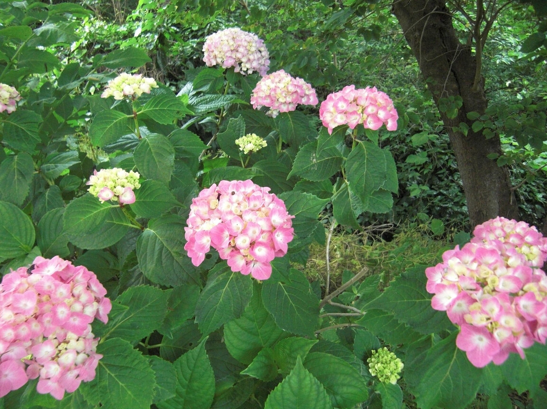 Observatory at Shonandaira (TV Tower)-平冢市必去景点