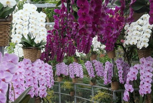 Tottori Hanakairo-Flower Park-南部町必去景点