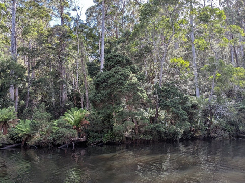 Arthur River Cruises-Arthur River必去景点