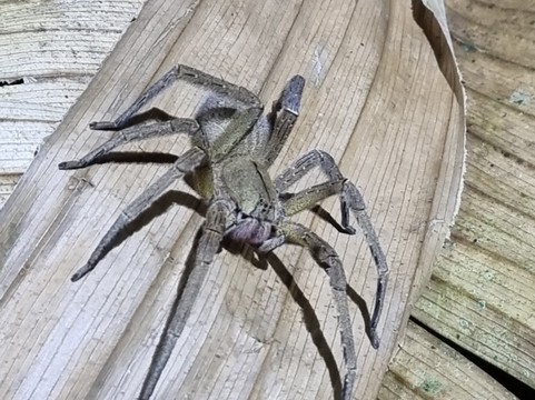 Tarantulas Way-卡维塔必去景点