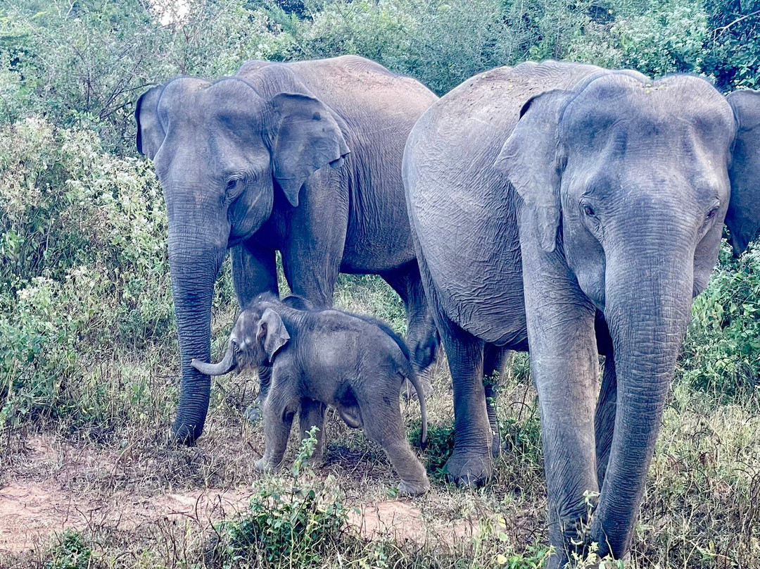 Kottawatta River Bank Resort主图