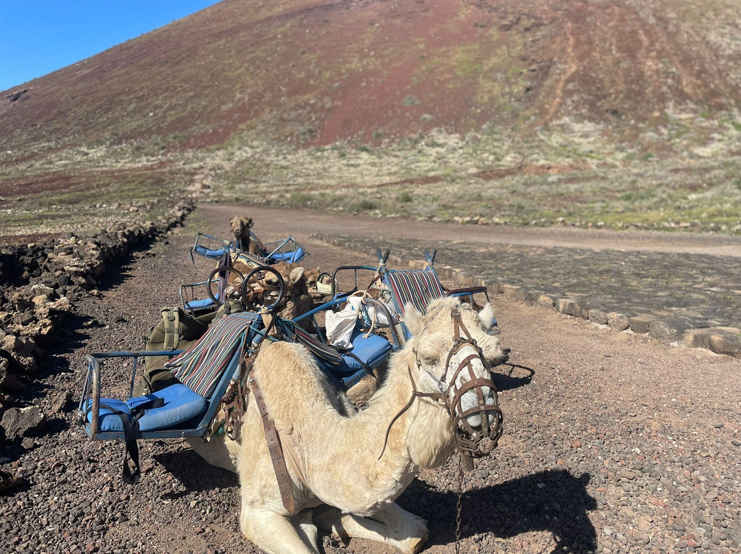 Camel Rides Lajares-拉哈雷斯必去景点