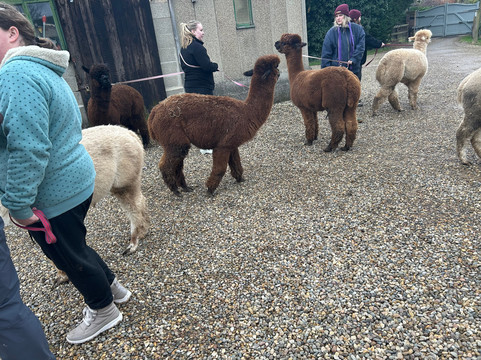 Alpaca Alpaca At Leven Valley-Yarm必去景点