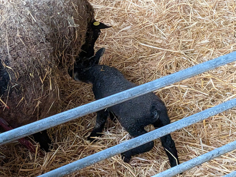 Court Farm Country Park-Banwell必去景点