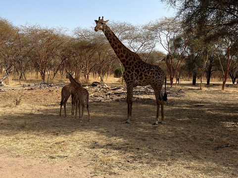 Max Sakho Chauffeur Guide-Saly必去景点