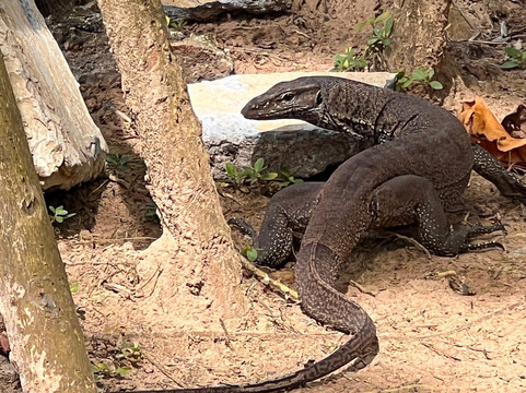 Barberyn Reef Ayurveda Resort主图