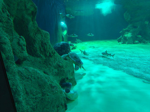 Océarium Du Croisic-Le Croisic必去景点