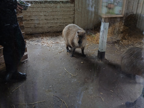 Secret Valley Wildlife Park-韦克斯福德必去景点