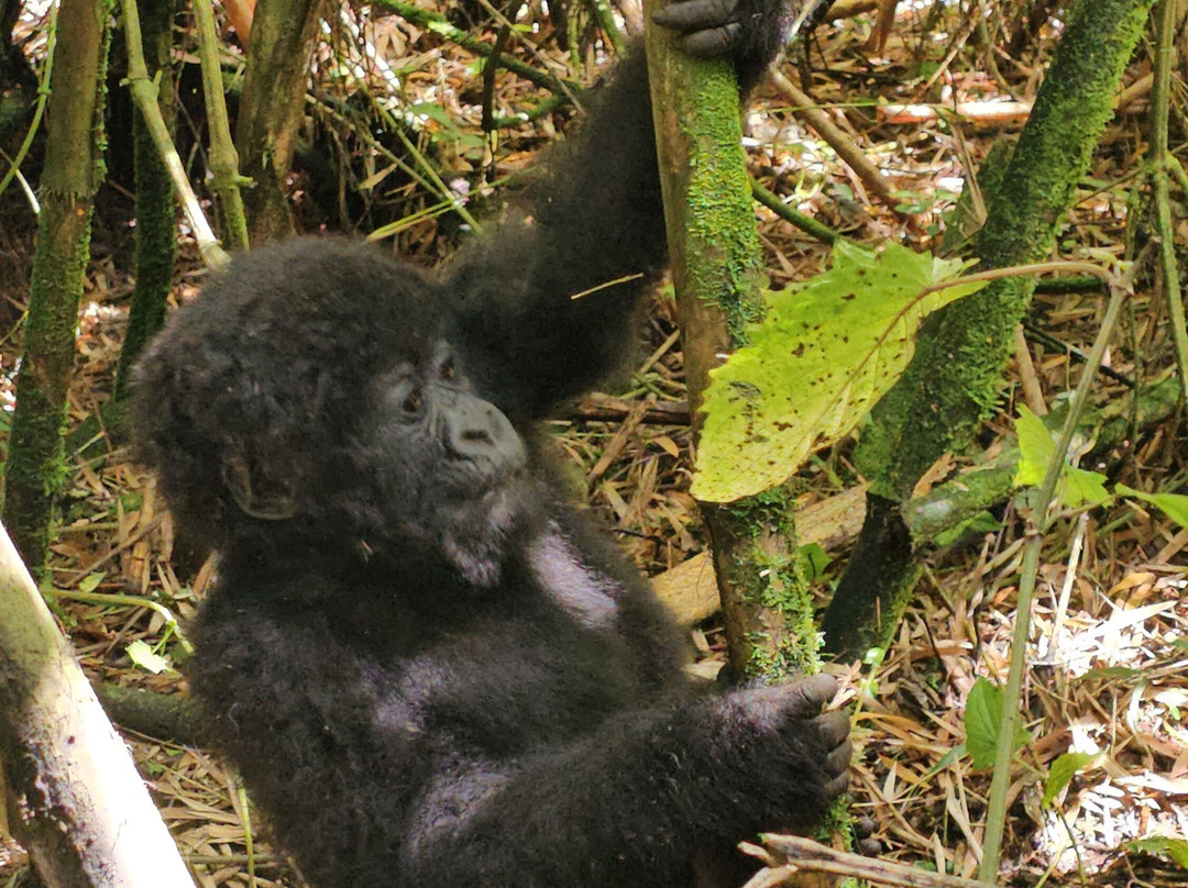 EcoTours Rwanda-吉佳利必去景点
