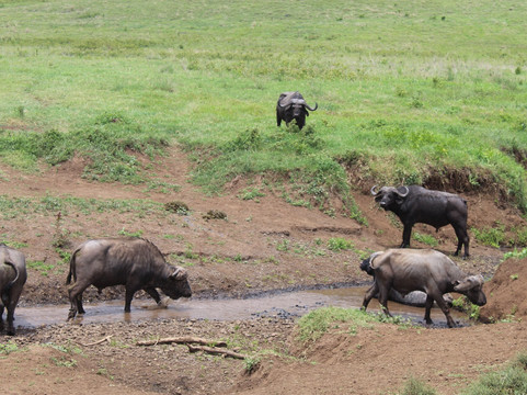 Corto Safaris-阿鲁沙必去景点