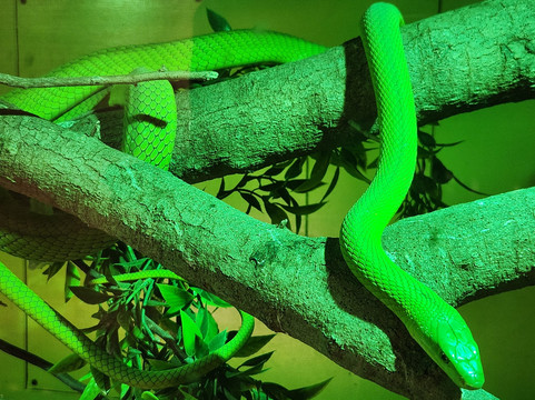 Giraffe House Wildlife Awareness Centre-斯泰伦博斯必去景点