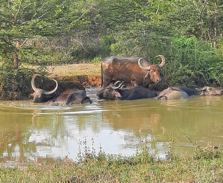 Capital Lanka Tours-科伦坡必去景点