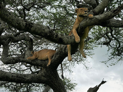 Tanzania Roadside Expeditions-阿鲁沙必去景点