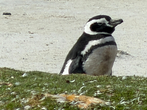 Kidney Cove Tours-Stanley必去景点