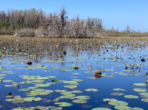 Okefenokee National Wildlife Refuge-Folkston必去景点