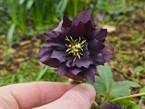 佩恩斯威克洛可可花园-Painswick必去景点