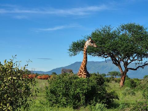 Safari po naszemu-内罗毕必去景点