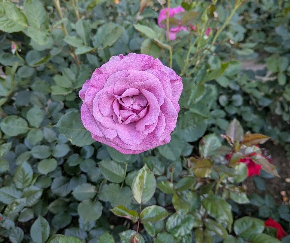 Capitol Park-沙加缅度必去景点