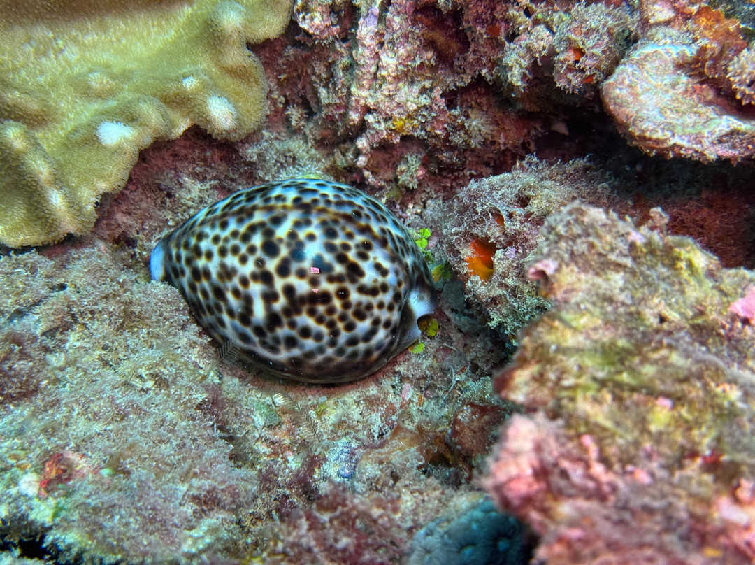 Scuba Duka-迪亚尼必去景点